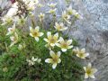 Saxifraga bryoides